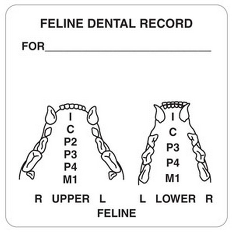 Feline Dental Record 21/2" x 21/2" White Label (Roll of 390)