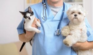 veterinarian holding cat and dog